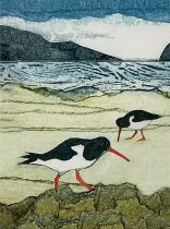 Notebook Wild Birds Oystercatcher