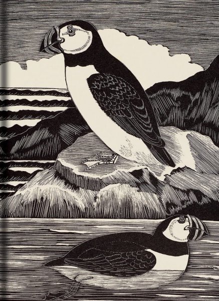 Birds Journal: Puffin