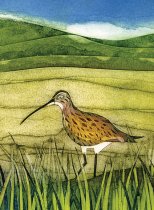 Notebook Wild Birds Curlew